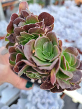 Load image into Gallery viewer, Aeonium VELOUR [Cristate form]
