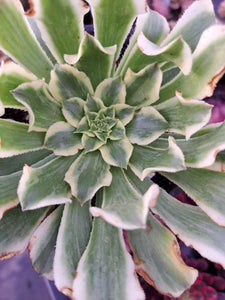 Aeonium GREEN WAVE