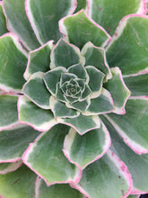Load image into Gallery viewer, Aeonium GREEN ROSE
