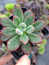 Load image into Gallery viewer, Echeveria Pulvinata DEVOTION
