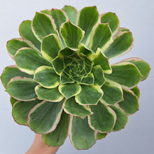 Load image into Gallery viewer, Aeonium GREEN ROSE
