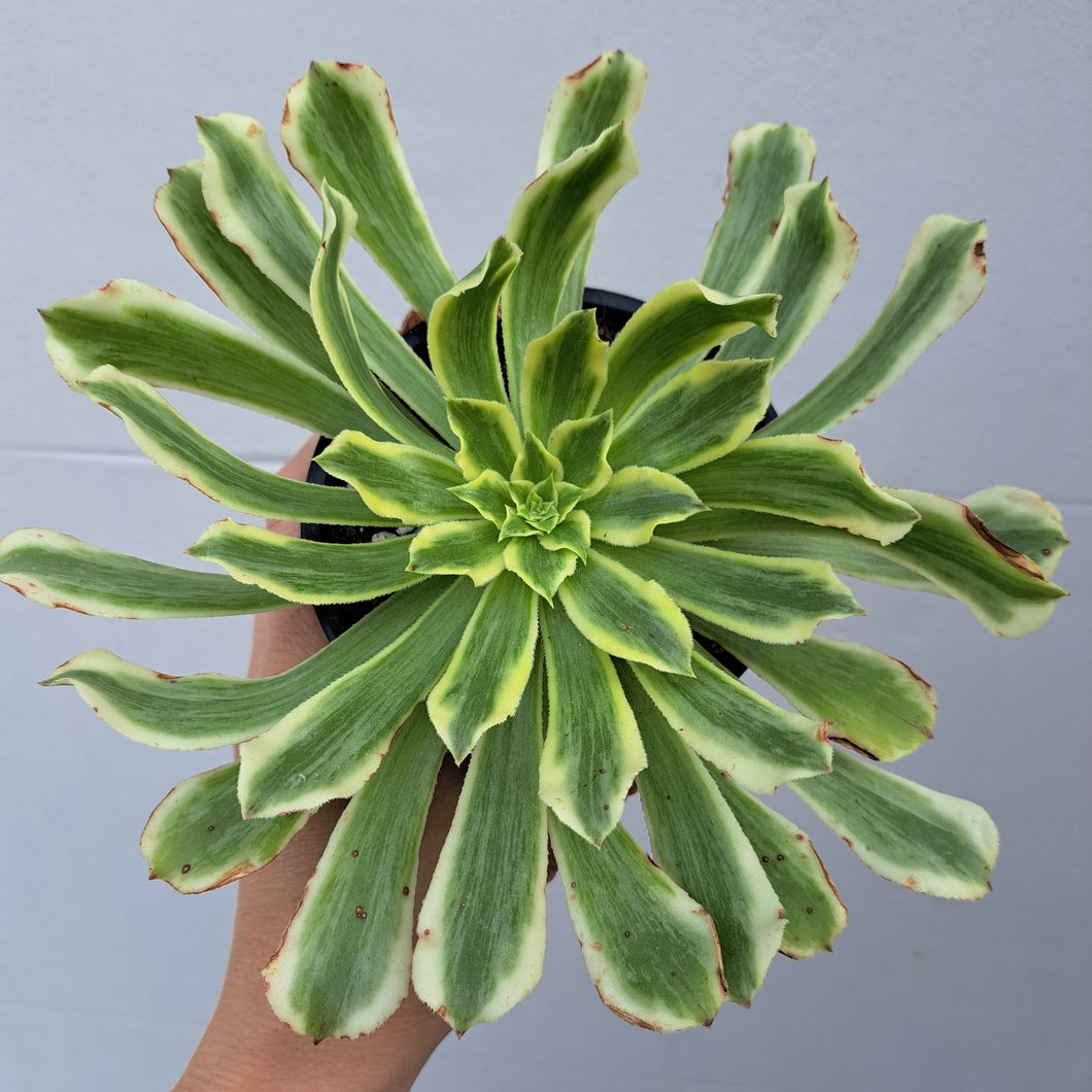 Aeonium GREEN WAVE