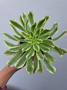 Aeonium GREEN WAVE