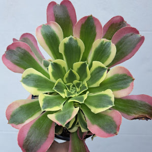 Aeonium GREEN WITCH Syn. RIVERSTONES