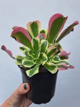 Load image into Gallery viewer, Aeonium GREEN WITCH Syn. RIVERSTONES
