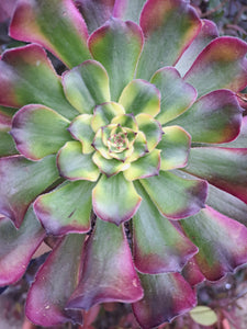 Aeonium WU TIAN JI   [WTJ]