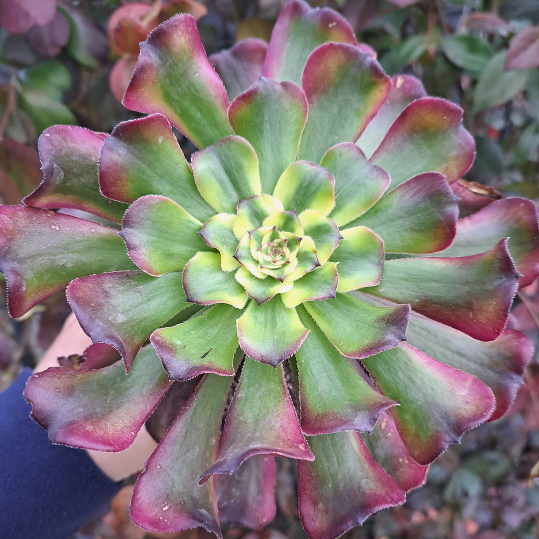 Aeonium WU TIAN JI   [WTJ]