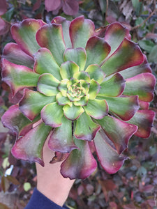 Aeonium WU TIAN JI   [WTJ]