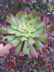 Aeonium WU TIAN JI   [WTJ]