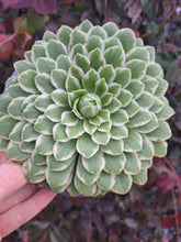 Load image into Gallery viewer, Aeonium EMERALD ICE
