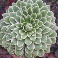 Load image into Gallery viewer, Aeonium EMERALD ICE
