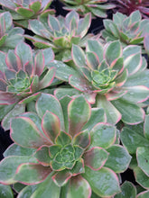 Load image into Gallery viewer, Aeonium HALLOWEEN VARIEGATED
