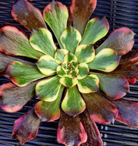 Aeonium FIREWORKS