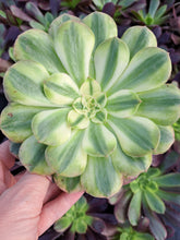 Load image into Gallery viewer, Aeonium ALLURE Syn. Halloween White variegated.
