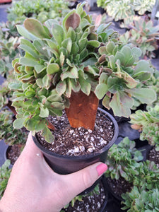 Aeonium arboreum HALLOWEEN / MADEIRA ROSE [Cristate form]