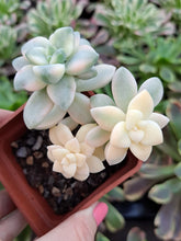 Load image into Gallery viewer, Graptoveria titubans APRICOT VARIEGATED

