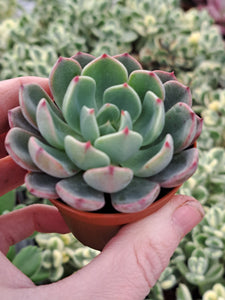 Echeveria SITIFUKUMIAMA