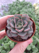 Load image into Gallery viewer, Echeveria MORANII

