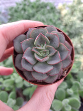 Load image into Gallery viewer, Echeveria MORANII
