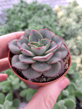 Load image into Gallery viewer, Echeveria MORANII
