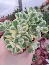 Load image into Gallery viewer, Cotyledon ladismithiensis VARIEGATED
