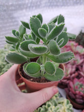 Load image into Gallery viewer, Cotyledon Ladismithiensis
