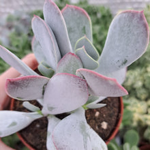 Load image into Gallery viewer, Cotyledon Orbiculata Ssp. Pink Leaf
