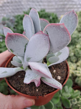 Load image into Gallery viewer, Cotyledon Orbiculata Ssp. Pink Leaf
