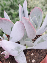 Load image into Gallery viewer, Cotyledon Orbiculata Ssp. Pink Leaf

