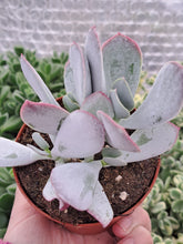 Load image into Gallery viewer, Cotyledon Orbiculata Ssp. Pink Leaf
