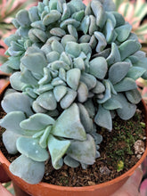 Load image into Gallery viewer, Echeveria CUBIC FROST [Cristate Form]
