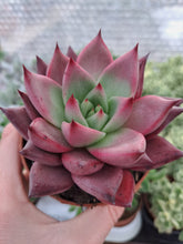 Load image into Gallery viewer, Echeveria agavoides BORDEAUX
