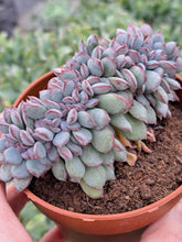 Load image into Gallery viewer, Echeveria APUS [Cristate Form] 9cm
