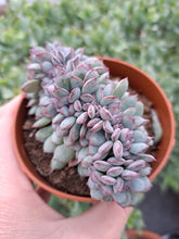 Load image into Gallery viewer, Echeveria APUS [Cristate Form] 9cm
