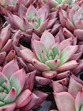 Load image into Gallery viewer, Echeveria agavoides BORDEAUX
