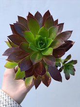 Load image into Gallery viewer, Aeonium PHOENIX FLAME
