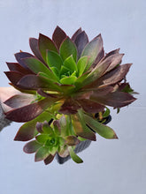 Load image into Gallery viewer, Aeonium PHOENIX FLAME
