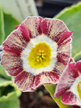 Load image into Gallery viewer, Auricula &#39;RED WIRE&#39; (Str)
