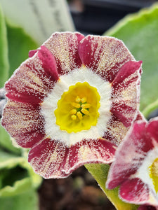 Auricula 'RED WIRE' (Str)