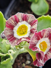 Load image into Gallery viewer, Auricula &#39;RED WIRE&#39; (Str)
