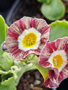 Auricula 'RED WIRE' (Str)