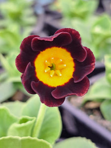 Auricula 'SWEET GEORGIA BROWN' (A)