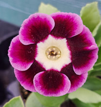 Load image into Gallery viewer, Auricula &#39;SOPHIE&#39;  (A)
