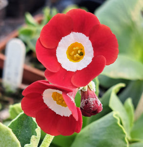 Auricula 'ROYAL MAIL' (S)