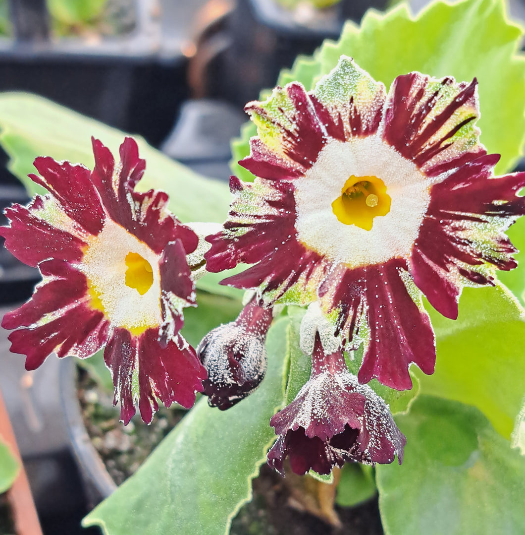 AURICULA 'PAPAGENO' (Str)