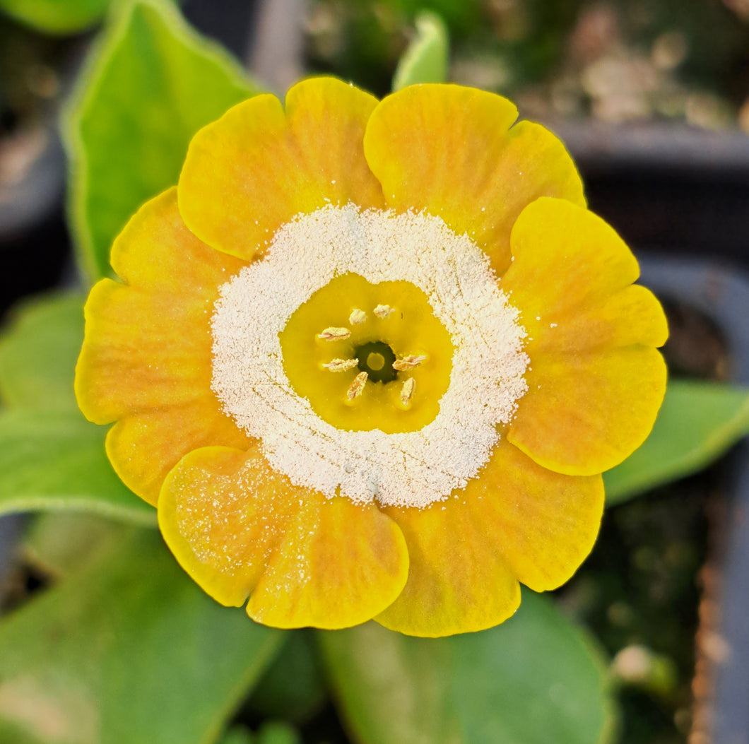 Auricula 'REDDOWN APRICOT' (B)