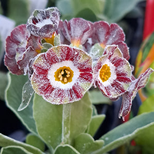 Auricula 'WAR PAINT' (Str)