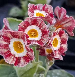 Auricula 'RED WIRE' (Str)