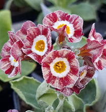 Load image into Gallery viewer, Auricula &#39;RED WIRE&#39; (Str)
