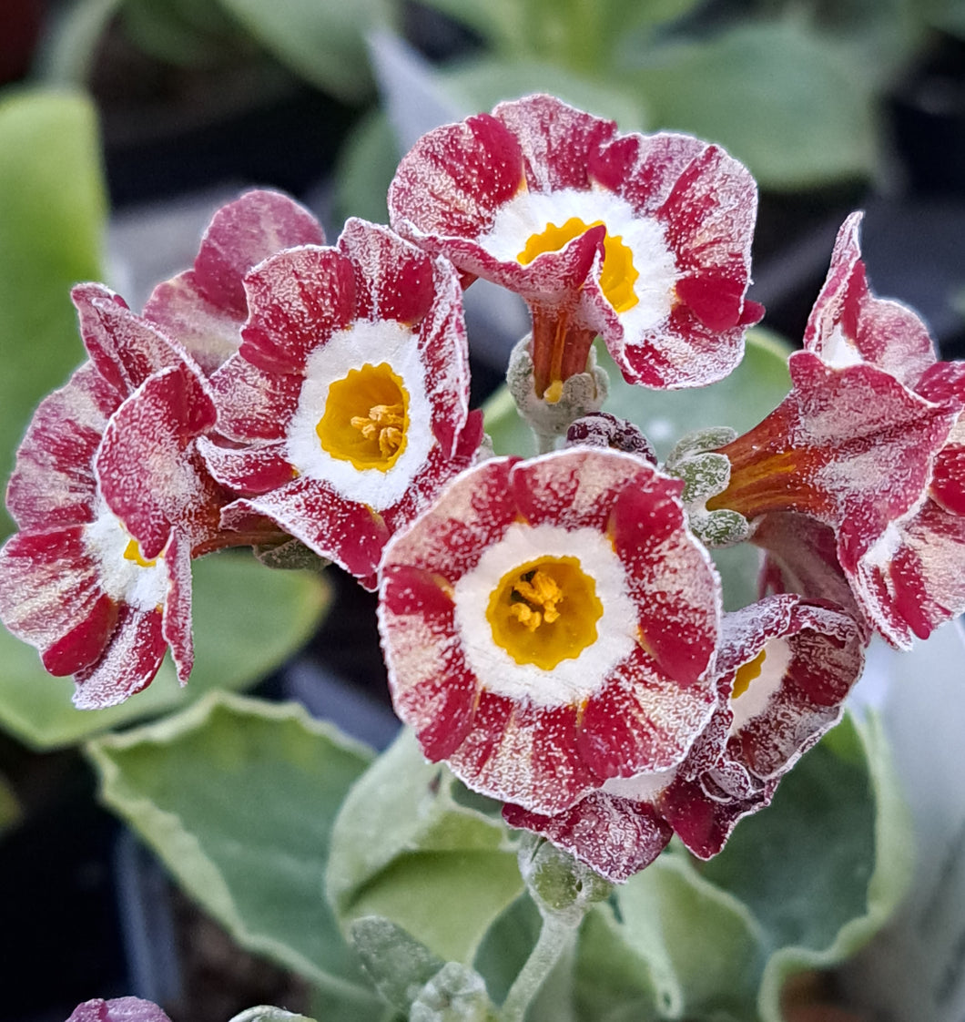 Auricula 'RED WIRE' (Str)